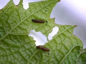 uploads/images/pest/grapes flea beetle.jpg